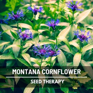 Puede incluir: Imagen de plantas de aciano de Montana con vibrantes flores azules y moradas, rodeadas de follaje verde. El texto "MONTANA CORNFLOWER" y "SEED THERAPY" se muestra sobre un fondo oscuro.