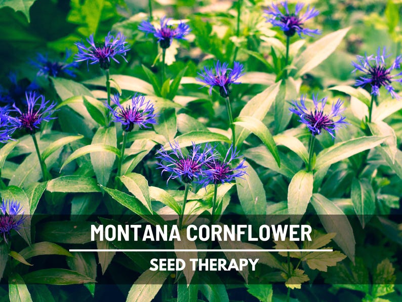 Puede incluir: Imagen de plantas de aciano de Montana con vibrantes flores azules y moradas, rodeadas de follaje verde. El texto "MONTANA CORNFLOWER" y "SEED THERAPY" se muestra sobre un fondo oscuro.
