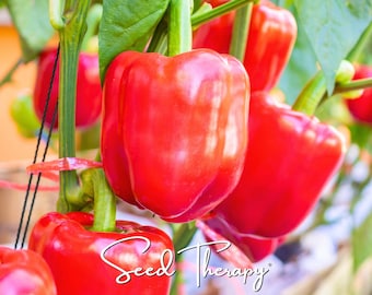May include: Several vibrant red bell peppers hanging from green stems on a plant. The peppers have a smooth, glossy skin and a blocky shape. The text Seed Therapy is written in a white cursive font across the bottom of the image.