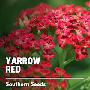 Yarrow, Red - 100 Seeds - Heirloom Flower, Medicinal Herb, Rich red blooms, Attracts pollinators (Achillea millefolium)