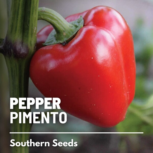 30+ Pimento Sweet Pepper Seeds – Non-GMO, Heirloom – Grow Fresh Peppers In Your Garden