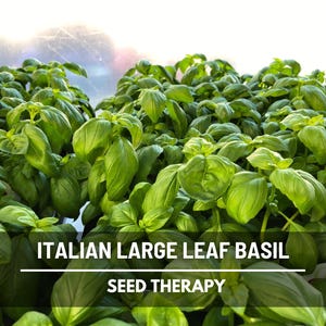 Italian Large Leaf Basil Seeds – Heirloom, Aromatic Culinary Herb for Italian Dishes and Apothecary Gardens | 250 Seeds