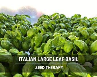 Italian Large Leaf Basil Seeds, Big Leaf Sweet Basil for Pesto, Heirloom, 250 Seeds