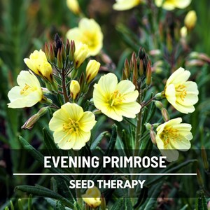 Evening Primrose Seeds – Heirloom Flower, Medicinal & Culinary Herb, Easy to Grow, Pollinator Friendly | 100 Seeds