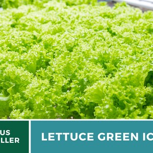May include: A field of vibrant light green lettuce leaves with ruffled edges. The bottom section features a dark green box with the white text US SELLER and a teal box with the white text LETTUCE GREEN ICE.
