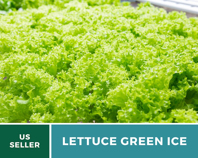 May include: A field of vibrant light green lettuce leaves with ruffled edges. The bottom section features a dark green box with the white text US SELLER and a teal box with the white text LETTUCE GREEN ICE.