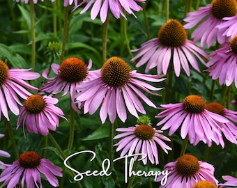 Purple Coneflower (Echinacea) Seeds – Heirloom Medicinal Herb, Pollinator Flower & Perennial, Easy to Grow | 100 Seeds