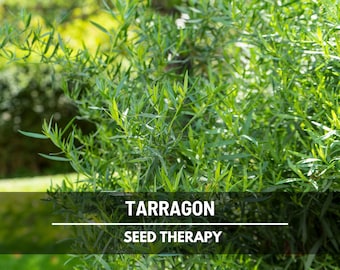 Tarragon Seeds – Heirloom Herb, Aromatic Flavor (300 Seeds)
