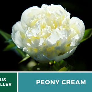 May include: A close-up of a white peony flower with a creamy center. The flower is in bloom and has a soft, delicate texture. The background is a dark green.