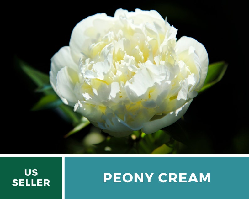 May include: A close-up of a white peony flower with a creamy center. The flower is in bloom and has a soft, delicate texture. The background is a dark green.