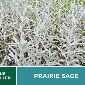 Sage, Prairie Louisiana Sage 100 Seeds Heirloom Herb, Medicinal, Pollinator Friendly, Fragrant Plant, Non-GMO Artemisia ludoviciana image 6