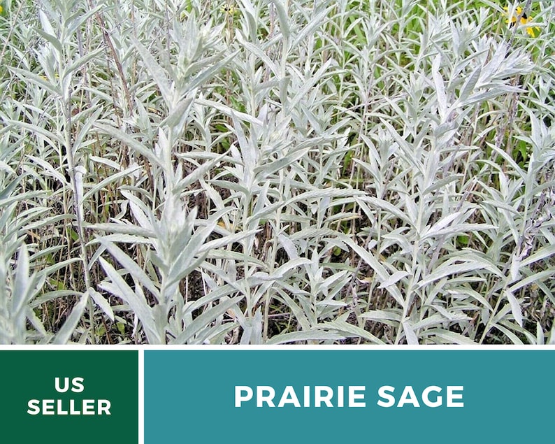 Sage, Prairie Louisiana Sage 100 Seeds Heirloom Herb, Medicinal, Pollinator Friendly, Fragrant Plant, Non-GMO Artemisia ludoviciana image 6