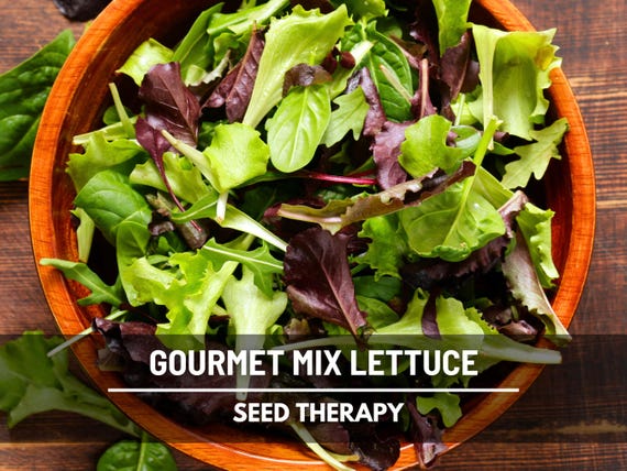 Gourmet Mixed Greens Lettuce Seeds – Heirloom Vegetable, Open Pollinated, Non-GMO, Colorful and Tender Salad Mix | 500 Seeds