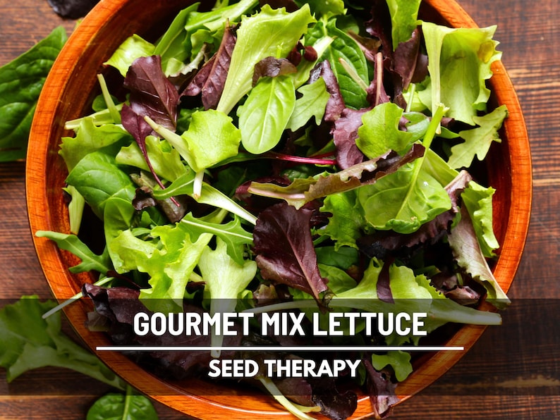 May include: A wooden bowl filled with a gourmet mix of fresh lettuce. The salad features a variety of green and red-leaf lettuce. The text on the image reads "GOURMET MIX LETTUCE" and "SEED THERAPY".
