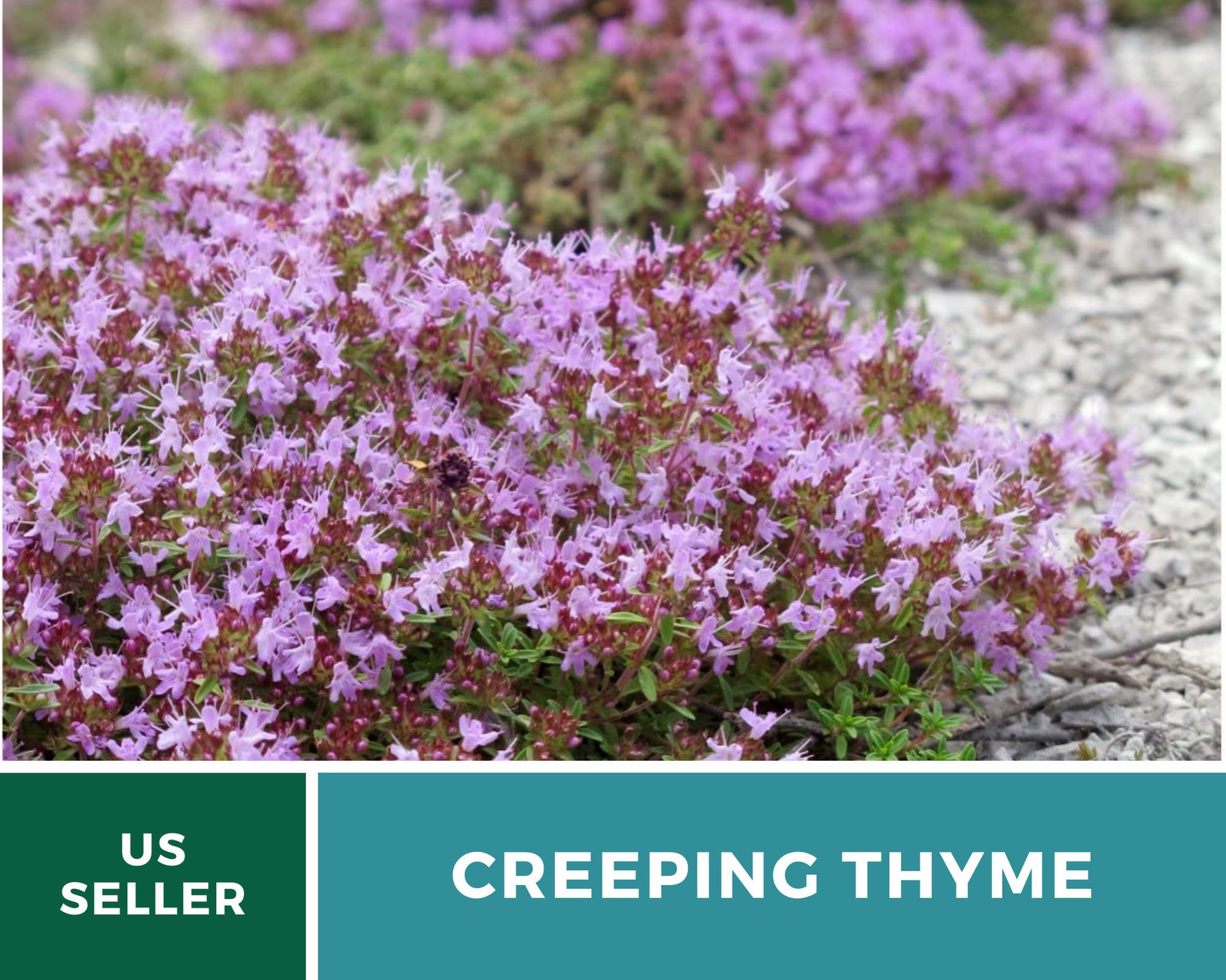 Creeping Thyme Heirloom Seeds Ornamental Groundcover & Etsy
