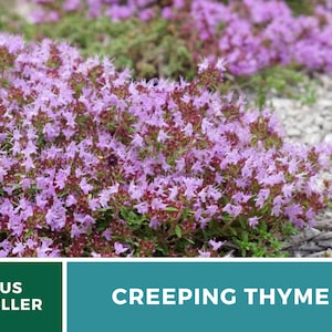 May include: A close-up of a patch of creeping thyme with small, light purple flowers. The thyme is growing in a garden setting with gravel in the background. The text "CREEPING THYME" is displayed in white letters on a teal background.