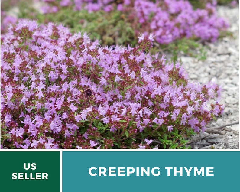 May include: A close-up of a patch of creeping thyme with small, light purple flowers. The thyme is growing in a garden setting with gravel in the background. The text "CREEPING THYME" is displayed in white letters on a teal background.