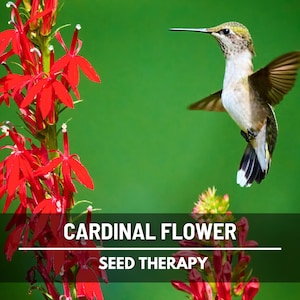Cardinal Flower Lobelia Seeds – Heirloom Flower, Attracts Hummingbirds, Pollinator Friendly and Vibrant Red Blooms | 250 Seeds