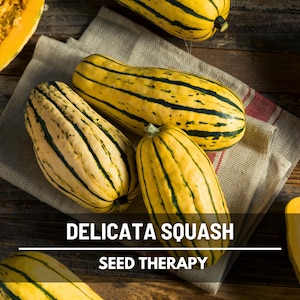 Delicata Squash Seeds - Heirloom, Sweet Potato Squash, Non-GMO (20 Seeds)