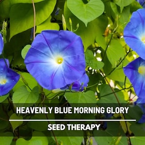 Heavenly Blue Morning Glory Seeds - Heirloom Vine, Brilliant Blue Blooms (50 Seeds)