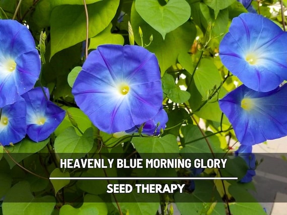 Heavenly Blue Morning Glory Seeds - Heirloom Vine, Brilliant Blue Blooms (50 Seeds)