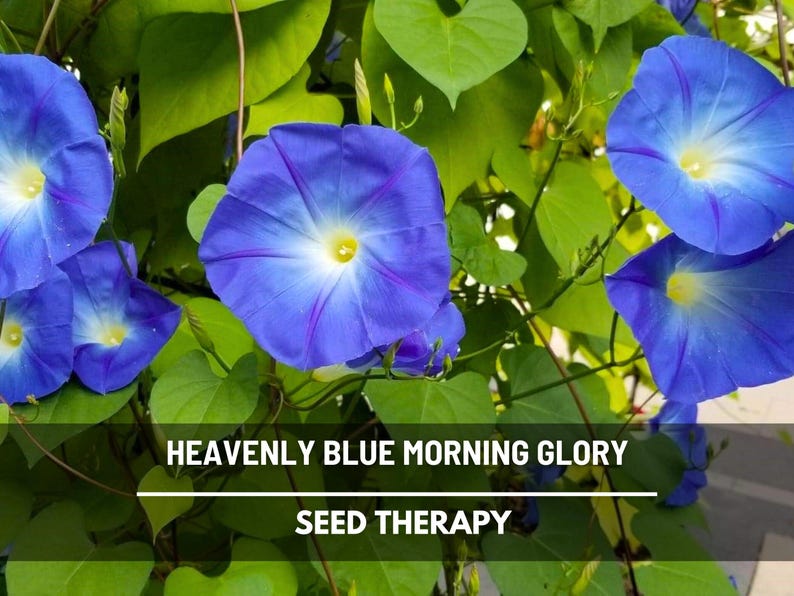 Heavenly Blue Morning Glory Seeds - Heirloom Vine, Brilliant Blue Blooms (50 Seeds) image 1