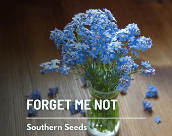 Forget Me Not - 100 Seeds - Heirloom Flower - Symbolizes Remembrance (Myosotis sylvatica)