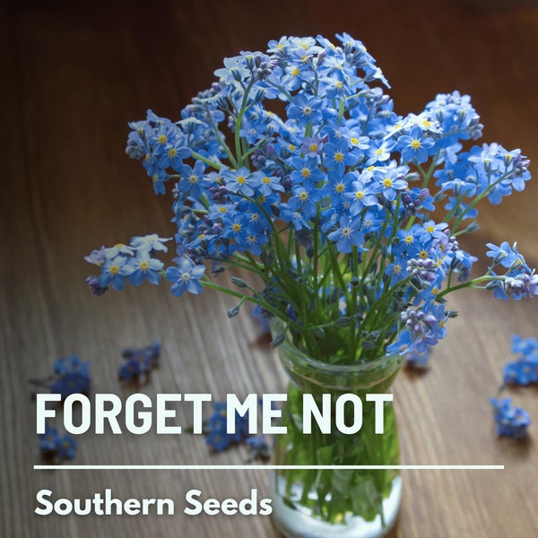 Forget Me Not - 100 Seeds - Heirloom Flower - Symbolizes Remembrance (Myosotis sylvatica)