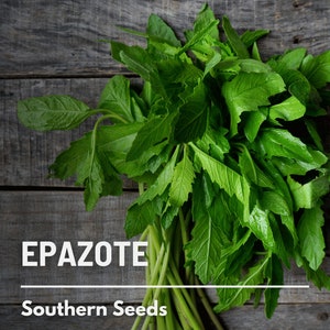 Epazote (Mexican Tea) - 25 Seeds - Heirloom Herb - Strong and Flavorful (Dysphania ambrosioides)