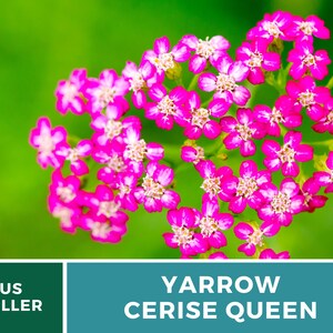 Yarrow, Cerise Queen 50 Seeds Heirloom Flower, Vibrant cerise-pink blooms, Attracts pollinators Achillea millefolium image 4