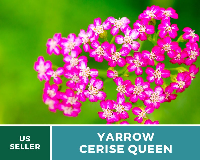 Yarrow, Cerise Queen 50 Seeds Heirloom Flower, Vibrant cerise-pink blooms, Attracts pollinators Achillea millefolium image 4