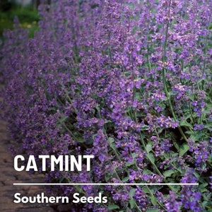Catmint - 100 Seeds - Heirloom Medicinal & Culinary Herb - Non-GMO  (Nepeta mussinii)