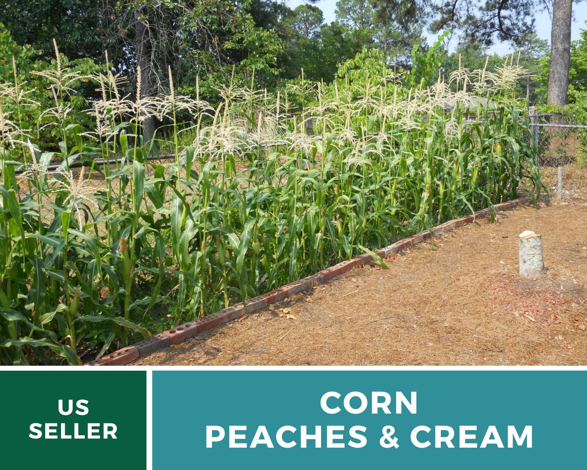 Corn Peaches & Cream 60 Seeds Grow Your Own Heirloom Etsy