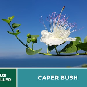 Capers Caper Bush 10 Seeds Heirloom Herb Culinary Delicacy Capparis spinosa image 2