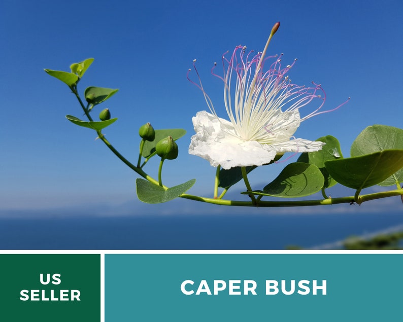 Capers Caper Bush 10 Seeds Heirloom Herb Culinary Delicacy Capparis spinosa image 2