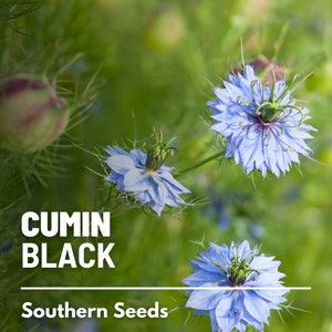 Cumin, Black (Charnushska) - 50 Seeds - Heirloom Spice - Culinary & Medicinal Herb (Nigella sativa)