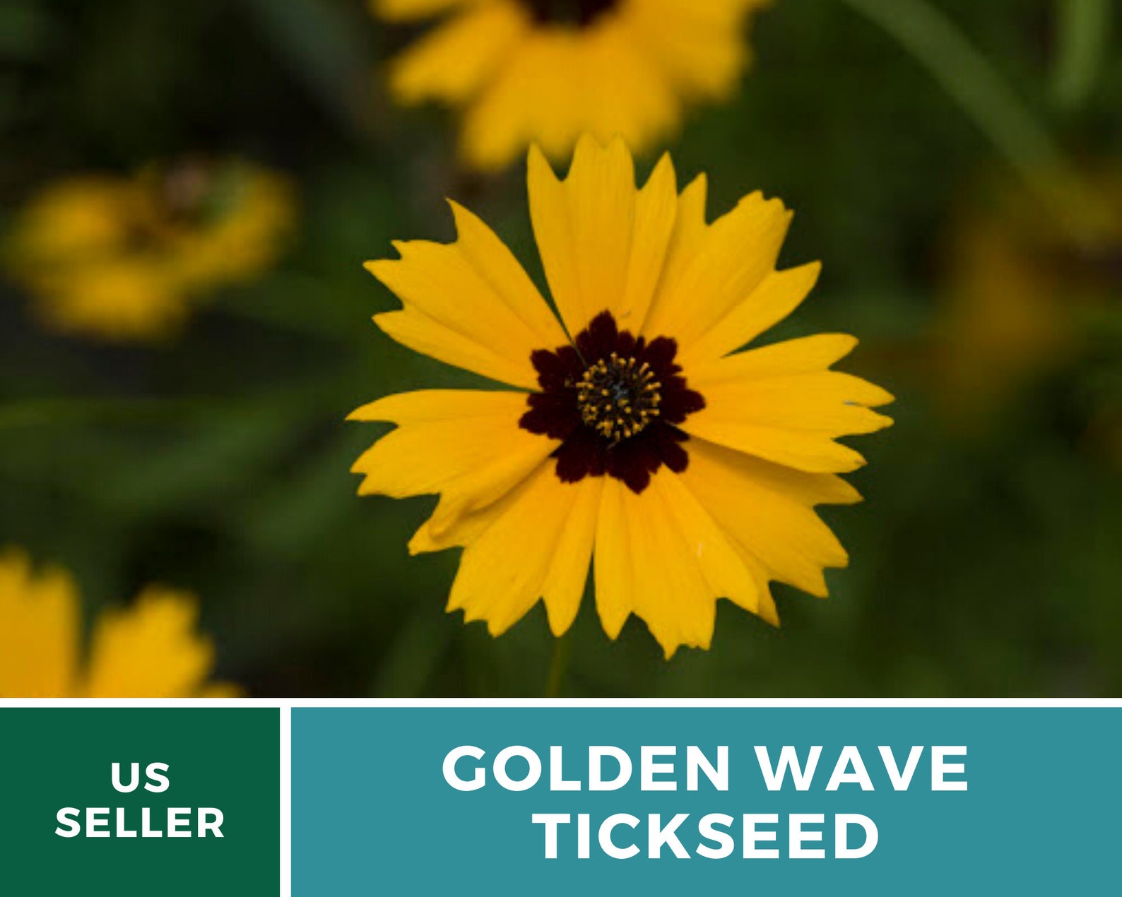 Golden Wave Tickseed 100 Seeds Pollinator Friendly Sow Etsy