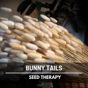 Bunny Tails (Lagurus ovatus) single fluffy seed head macro close-up, highlighting its soft texture and popularity in cut flower designs - Seed Therapy