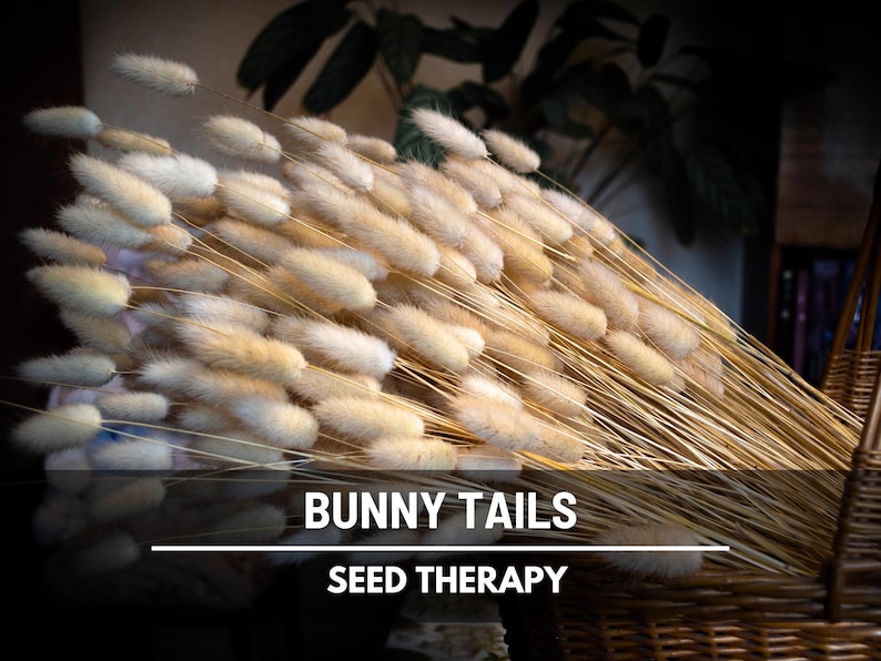 Bunny Tails (Lagurus ovatus) single fluffy seed head macro close-up, highlighting its soft texture and popularity in cut flower designs - Seed Therapy