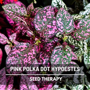 Pink Polka Dot Plant Seeds – Heirloom, Playful Patterned Leaves, Easy to Grow Houseplant & Garden Flower | 25 Seeds