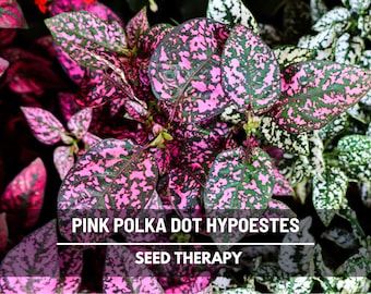 Pink Polka Dot Plant Seeds – Heirloom, Playful Patterned Leaves, Easy to Grow Houseplant & Garden Flower | 25 Seeds