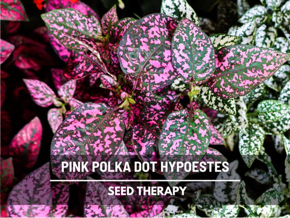Pink Polka Dot Plant Seeds – Heirloom, Playful Patterned Leaves, Easy to Grow Houseplant & Garden Flower | 25 Seeds