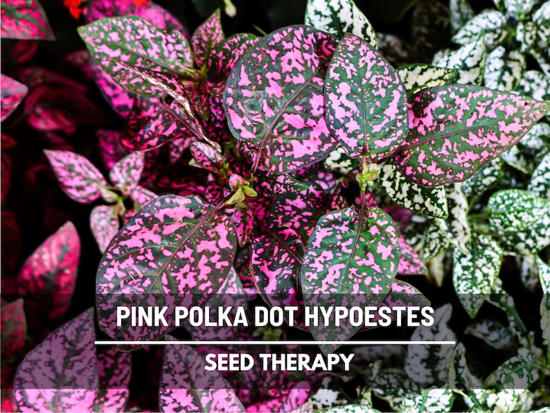 Pink Polka Dot Plant Seeds – Heirloom, Playful Patterned Leaves, Easy to Grow Houseplant & Garden Flower | 25 Seeds afbeelding 1