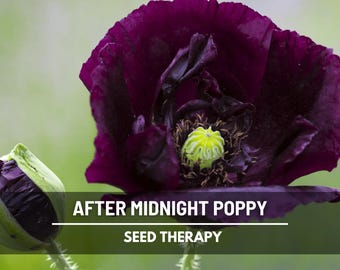 Poppy, After Midnight - 100 Seeds - Heirloom Flower, Black Blooms, Great for Cut Flowers & Arrangements (Papaver somniferum)