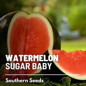 Watermelon, Sugar Baby seeds - Heirloom Fruit (Citrullus lanatus) - Compact, Small-sized - Sweet, Juicy, and Crisp - Ideal for Small Gardens