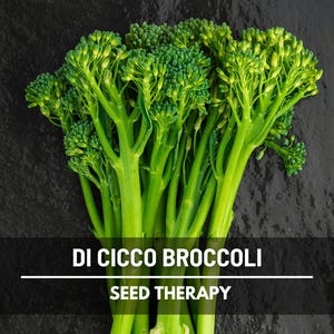 Di Cicco Broccoli Seeds – Heirloom, Non‑GMO, Open‑Pollinated Vegetable, Classic Italian Broccolini, Easy to Grow | 200 Seeds