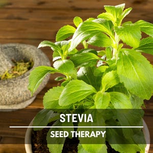 Stevia Seeds (Sugar Leaf) – Heirloom Herb, Natural Sweetener, Sugar Alternative, Medicinal Plant, Stevia rebaudiana | 50 Seeds image 2
