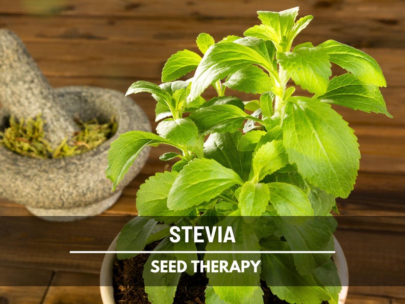 Stevia Seeds (Sugar Leaf) – Heirloom Herb, Natural Sweetener, Sugar Alternative, Medicinal Plant, Stevia rebaudiana | 50 Seeds image 2