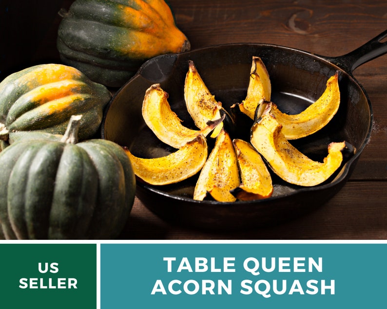 Seed Therapy Table Queen Acorn Squash Seeds - Thumbnail 4