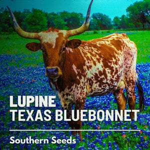 Lupine, Texas Bluebonnet - 50 Seeds - Heirloom Flower - State Flower of Texas (Lupinus texensis)